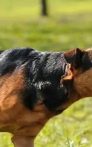 Karnataka High Court Halts Ban On "ferocious and dangerous" Dog Breeds